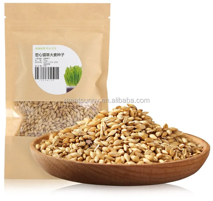 Barley germination for barley seeds used  animal feed for cattle and sheep for Barley grwoing sprout