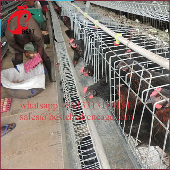 Professional farming house feed system 4tier chicken cage coop for wholesales