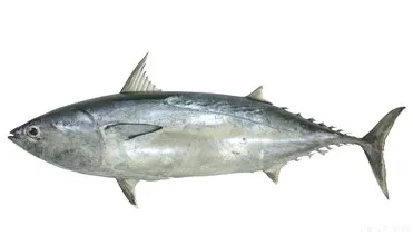 Low Yellowfin Tuna Price in China