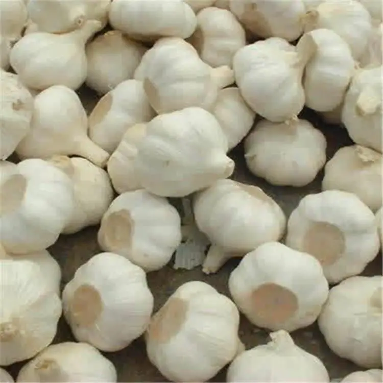 fresh garlic
