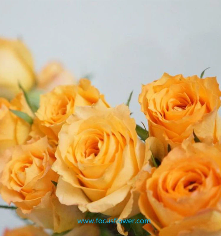 Свежие золотые розы на День святого Валентина