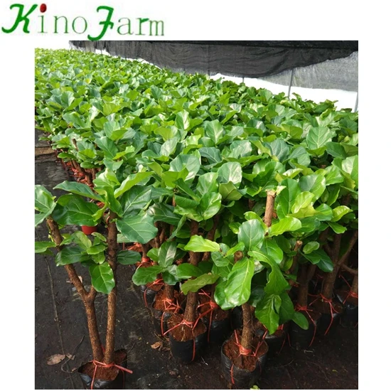 
zhangzhou kinofarm outdoor bonsai ficus lyrata tree 