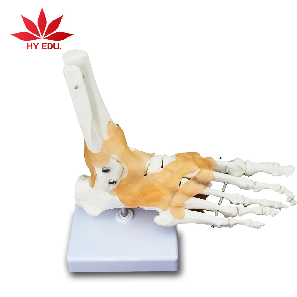 Высококачественный полноразмерный сустав ноги с анатомической моделью Связки