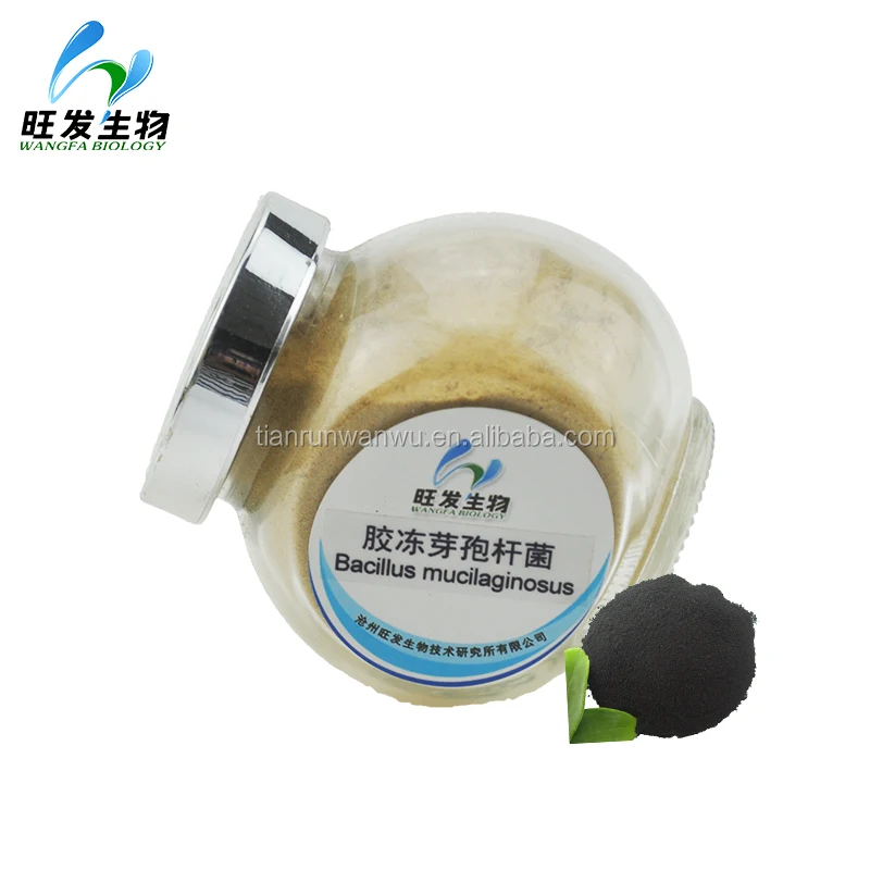 
Bacillus mucilaginosus 