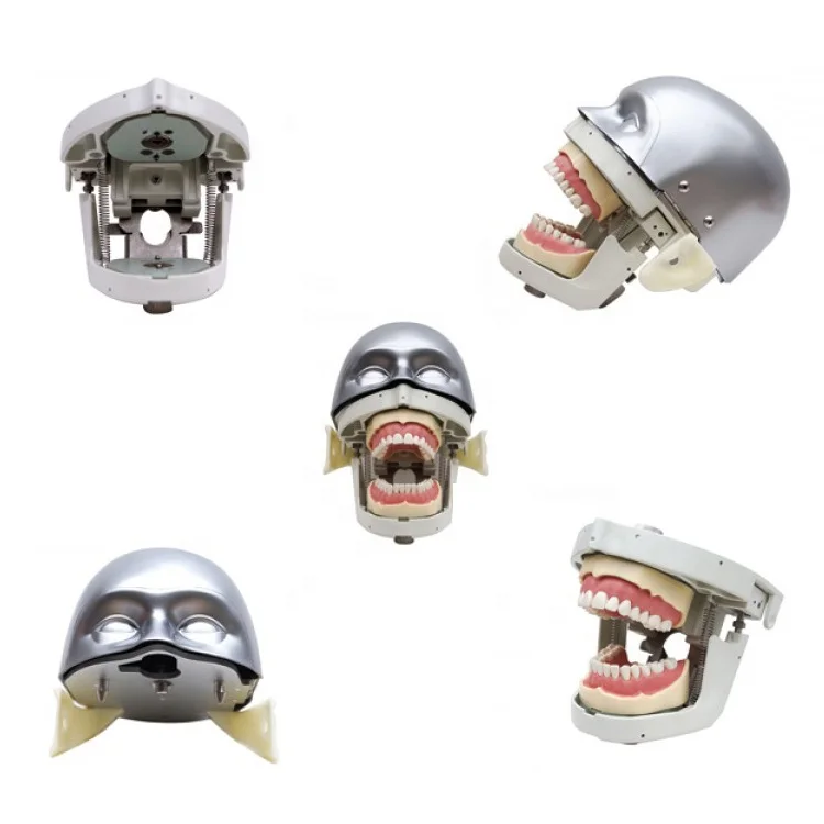 Dental Senior Manikin With Torso Simulation Training System model