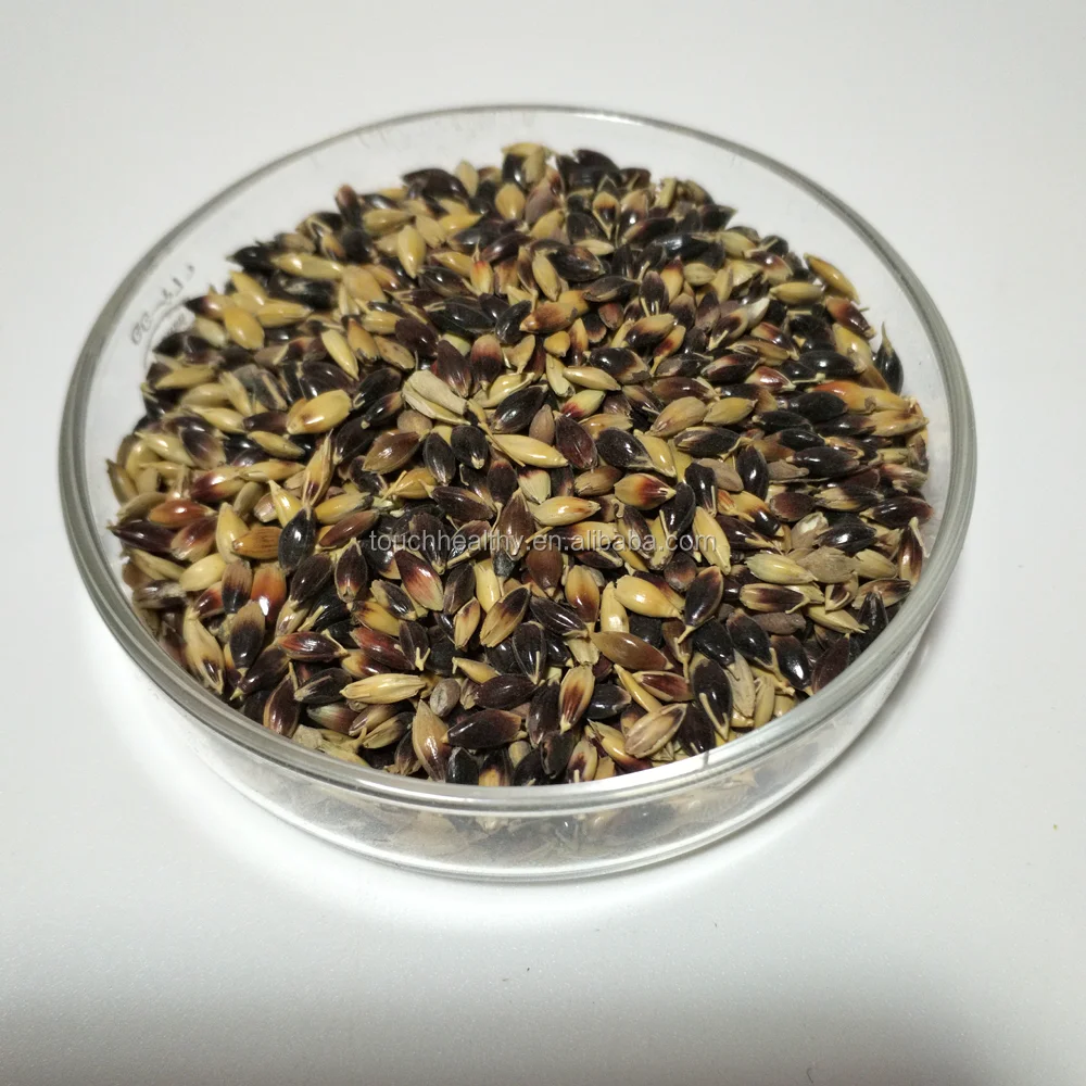 
2021 Sorghum sudanense seeds/sudan grass seeds/forage grass seeds 