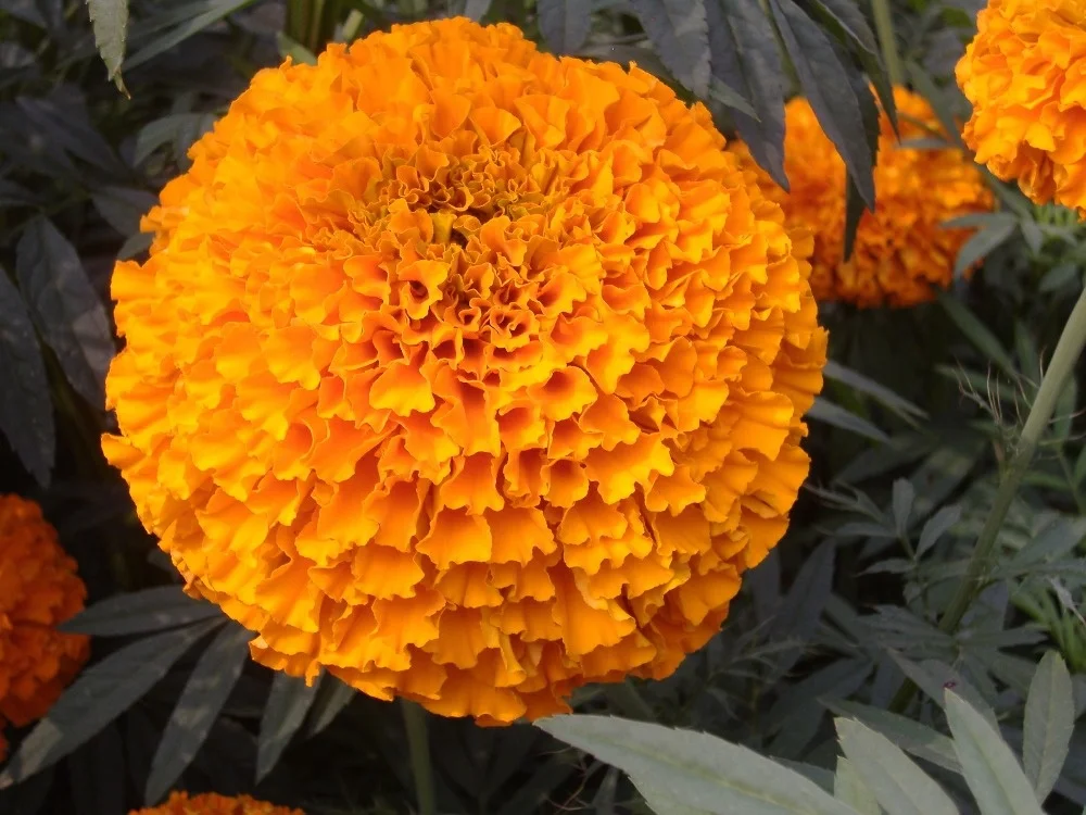 Hybrid Lutein marigold seeds tagetes seeds for planting