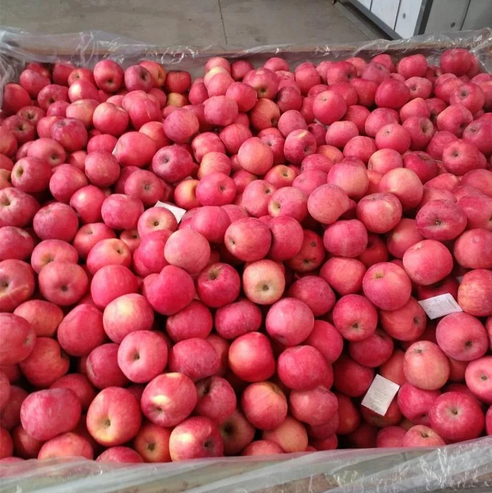 New Crop Yantai Fuji Apple