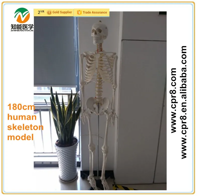 BIX-A1001 Chinon manufactorying anatomical human skeleton model