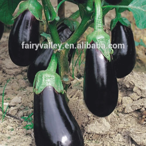 Hybrid eggplant seeds green calyx for growing-Happy Man No. 1