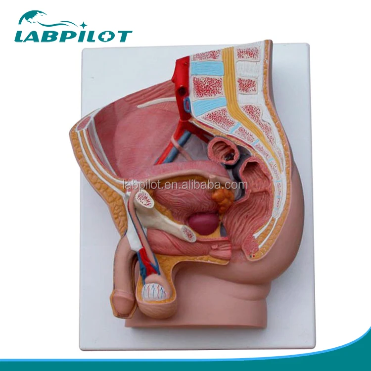 Median Sectioned Male Pelvis Model, 2-part Detachable Male Genital Organs