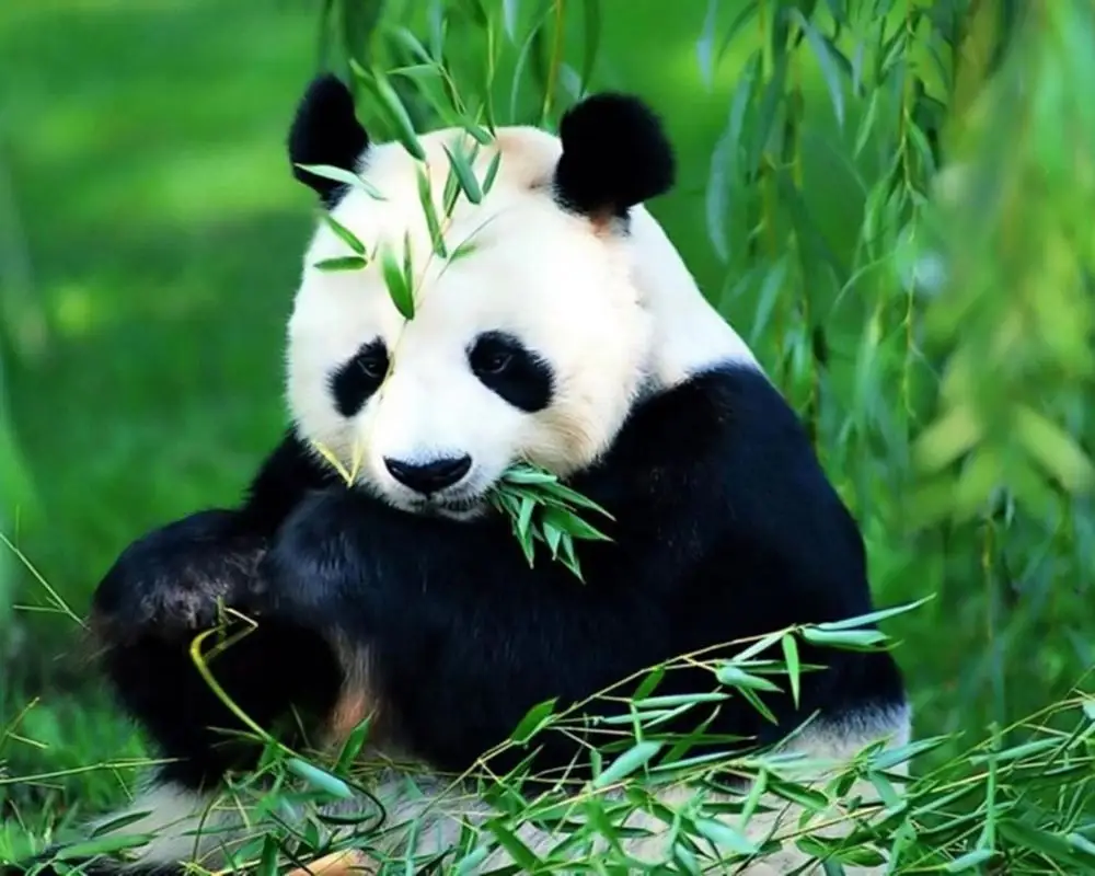 5d diamond painting frame panda design diy crystal diamond painting