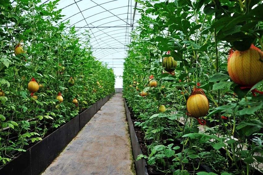Greenhouse From Holland Type Plastic Film Single-Span Solar Greenhouse Grown Throughout the Year
