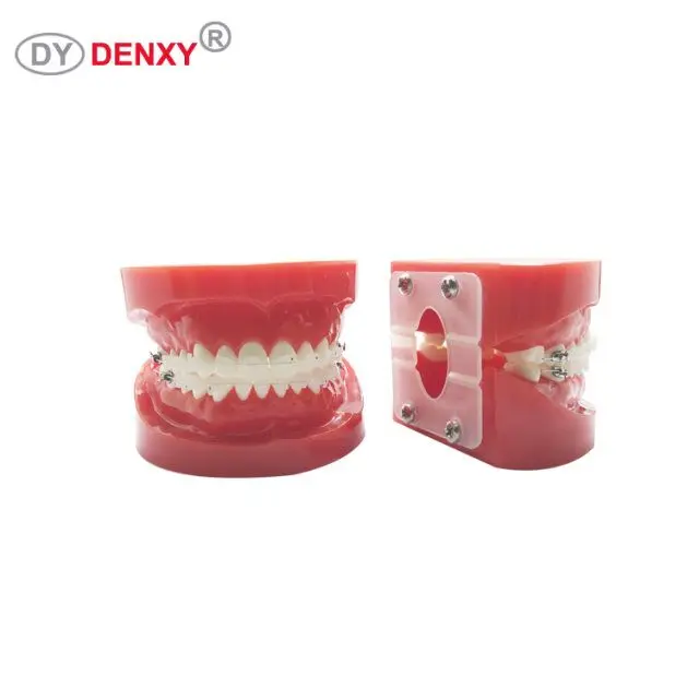 
High-quality beautiful dental supplier transparent orthodontic model 