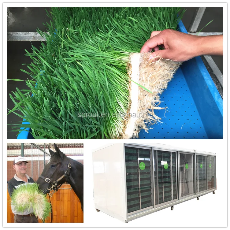 2019 New Type hydroponic fodder alfalfa equipment for animal feed
