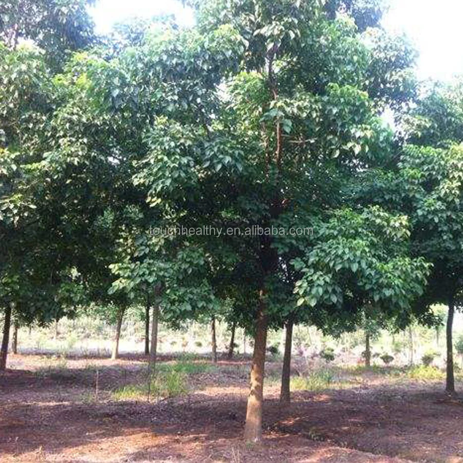 
2021 Bischofia polycarpa seeds/Bischofia javanica seeds/Bischofia trifoliata Hook seeds for planting 