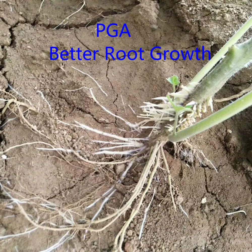 agricultural fertilizer No pollution to environment PGA polyglutamic acid