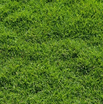 
Trample-resistant Lawn seed high quality Zoysia tenuifolia used airport runway lawn 