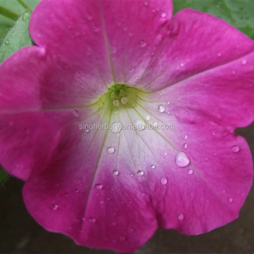  Красивый цветок семена petunia гибридные цветов для