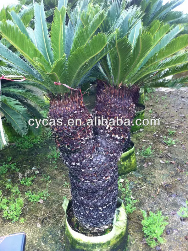 
multiheads cycas,Cycas revoluta 