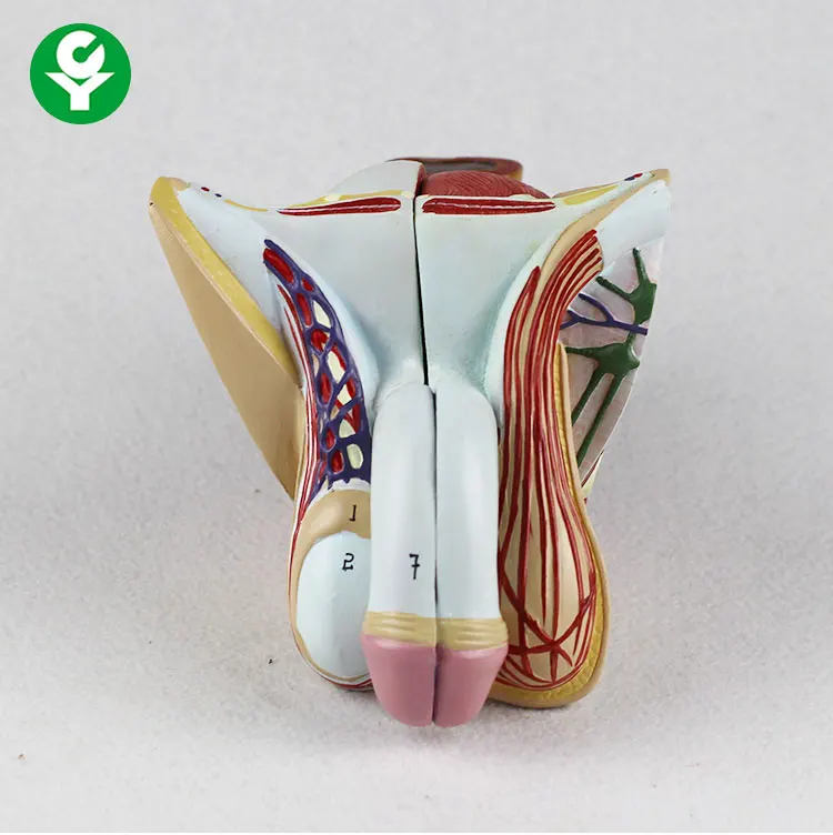 Reproductive System Male Genital Organ Model