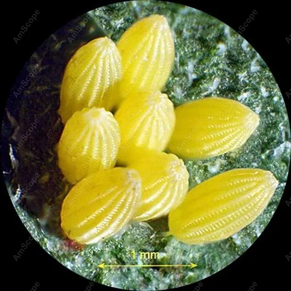 AmScope Supplies Stereo Binocular Coin Microscope 5X 10X 15X 30X Perfect for examination of insects, plants, stamps, jewel