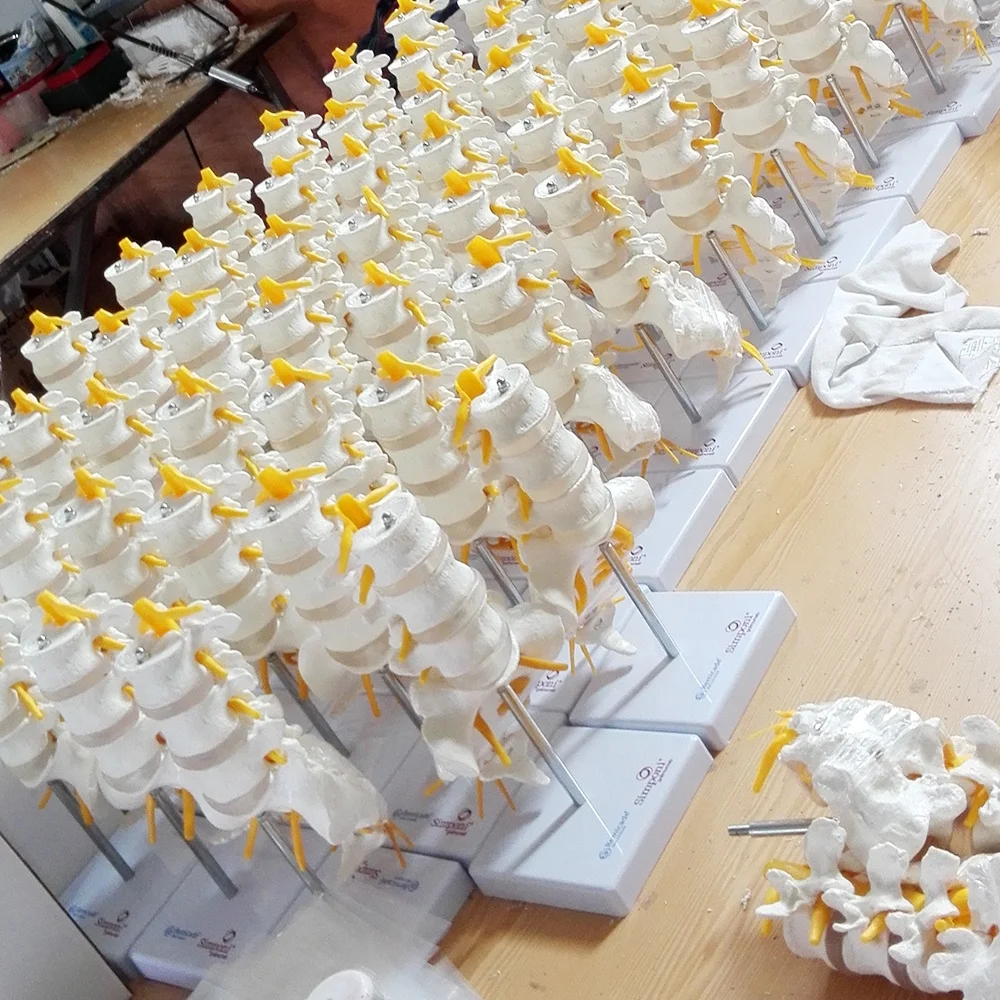 Lumbar Spine Model Life Size Cervical Spine Thoracic Lumbar Sacrum Color Coded Flexible Whole Spine Bone
