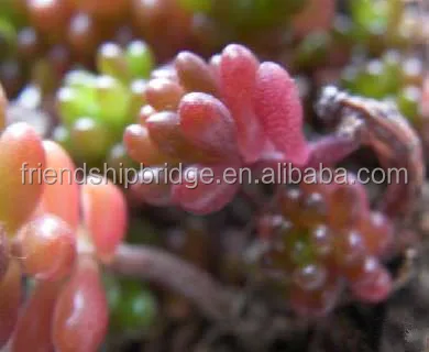 Sedun Rubrotinctum Redberry succulent bonsai