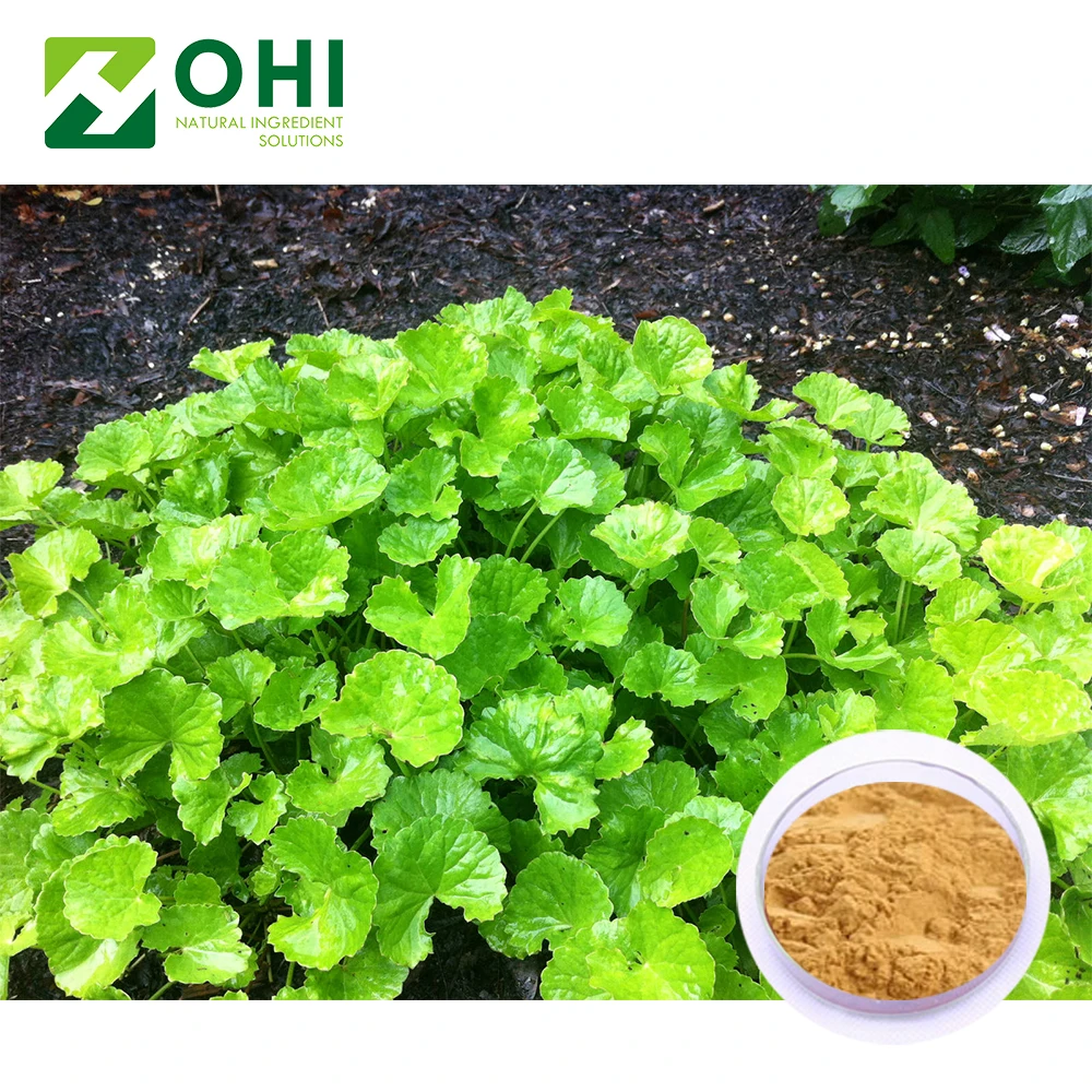 China manufacturer herbex centella extract