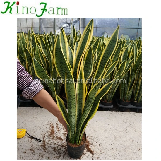 Hotsell Different Types Of Sansevieria