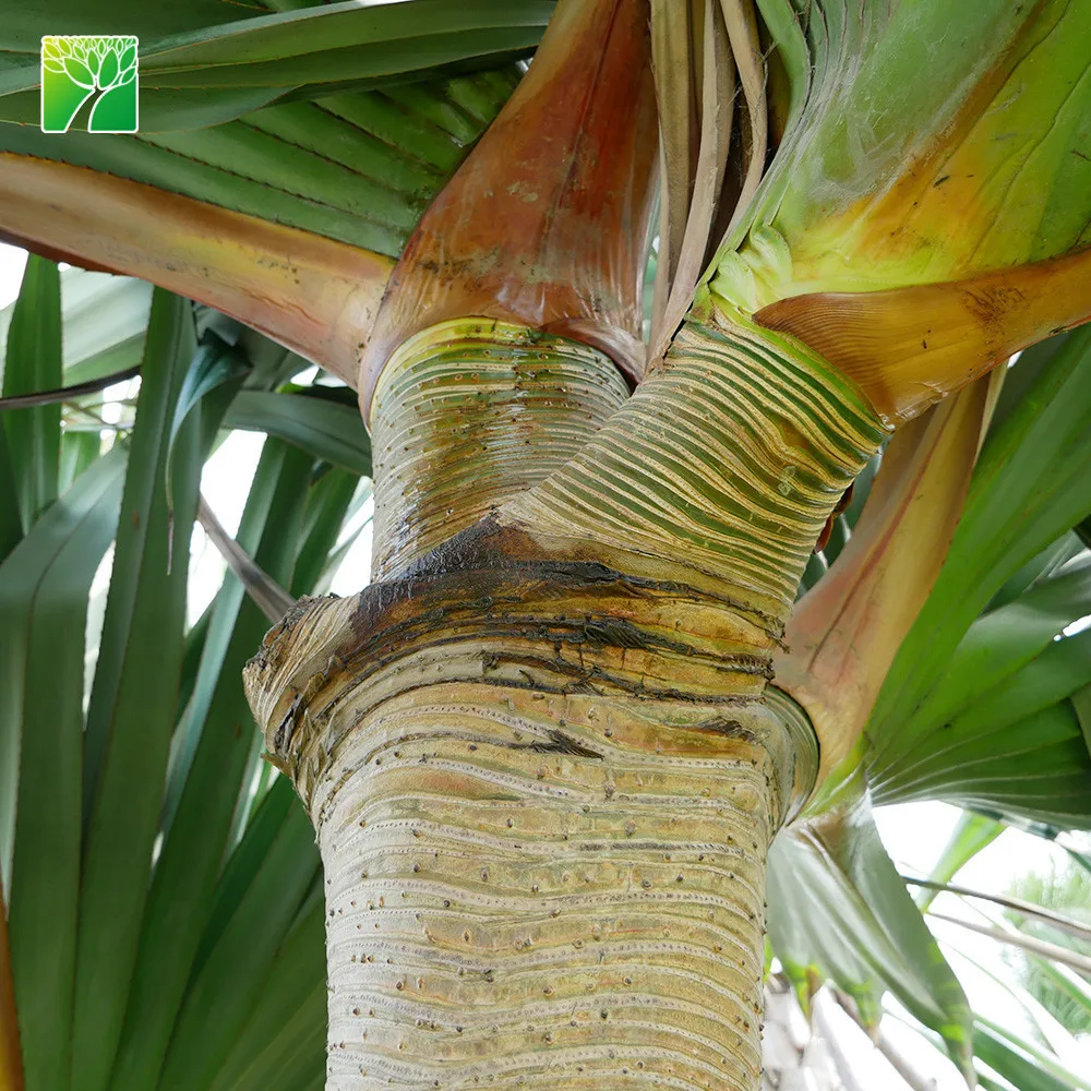 Natural outdoor ornamental perennial flowering plants name pandanus utilis