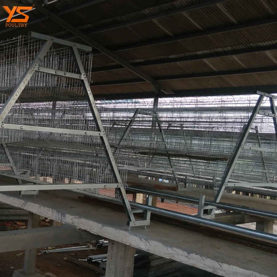 Automatic A Type Chicken Cage for 10000 Layer/Broiler/Pullet Chicken