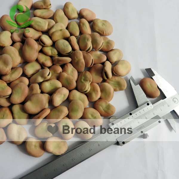 Qinghai Fava Beans Broad Beans