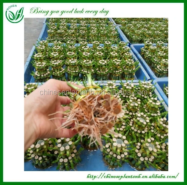 
Tower shape Dracaena Sanderiana Lucky Bamboo Indoor plant 