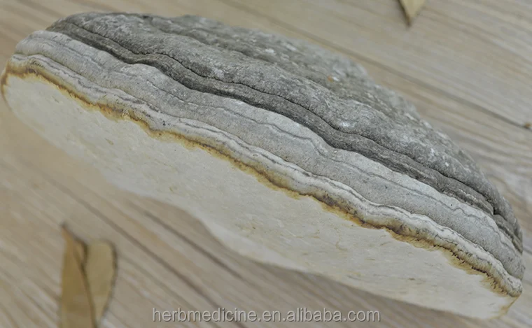 
Dried wild natural tinder fungus Pyropolyporus fomentarius 