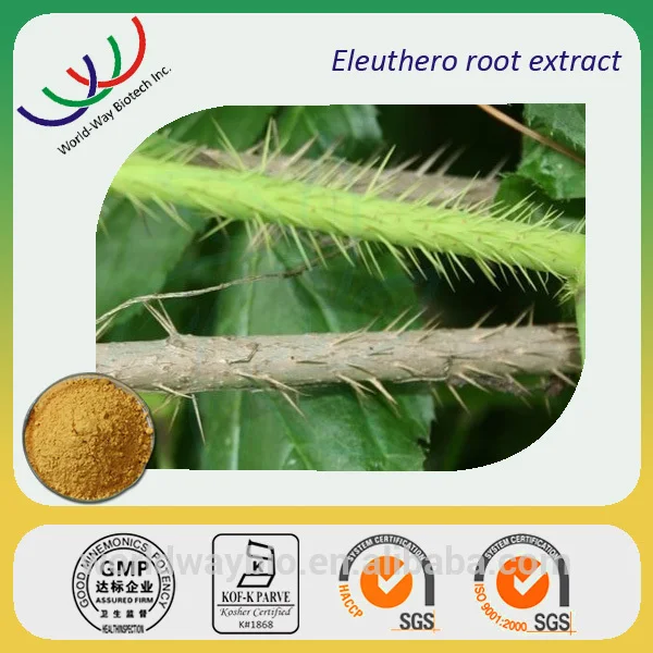 Бесплатные образцы Eleuthero экстракт корня 0.8% 1.5% eleutherosides элеутерококка экстракт корня Eleuthero