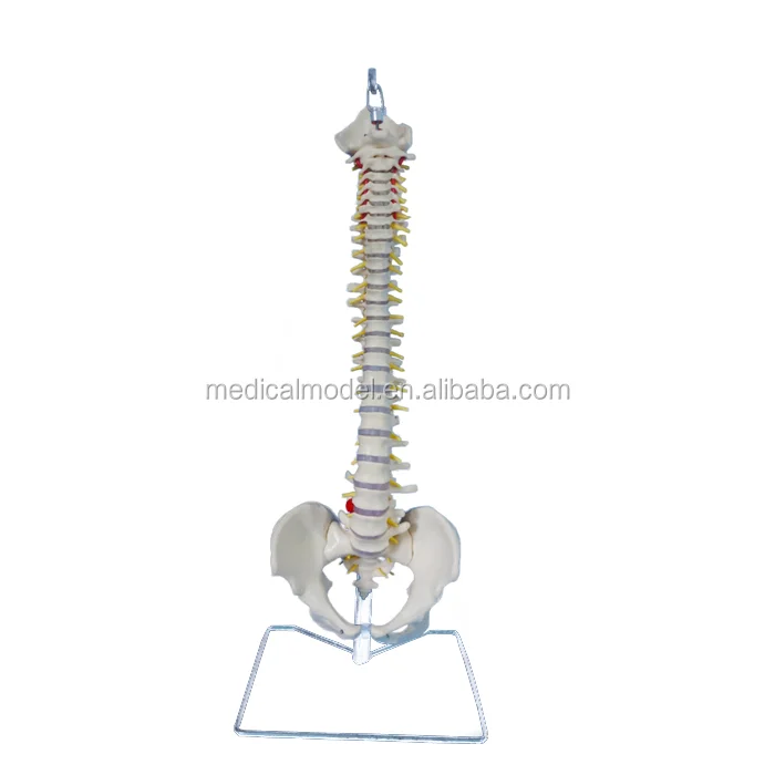 High Quality Classic Flexible Spine Model Natural
