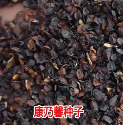 Beautiful flower seed mix colors Dianthus caryophyllus seeds