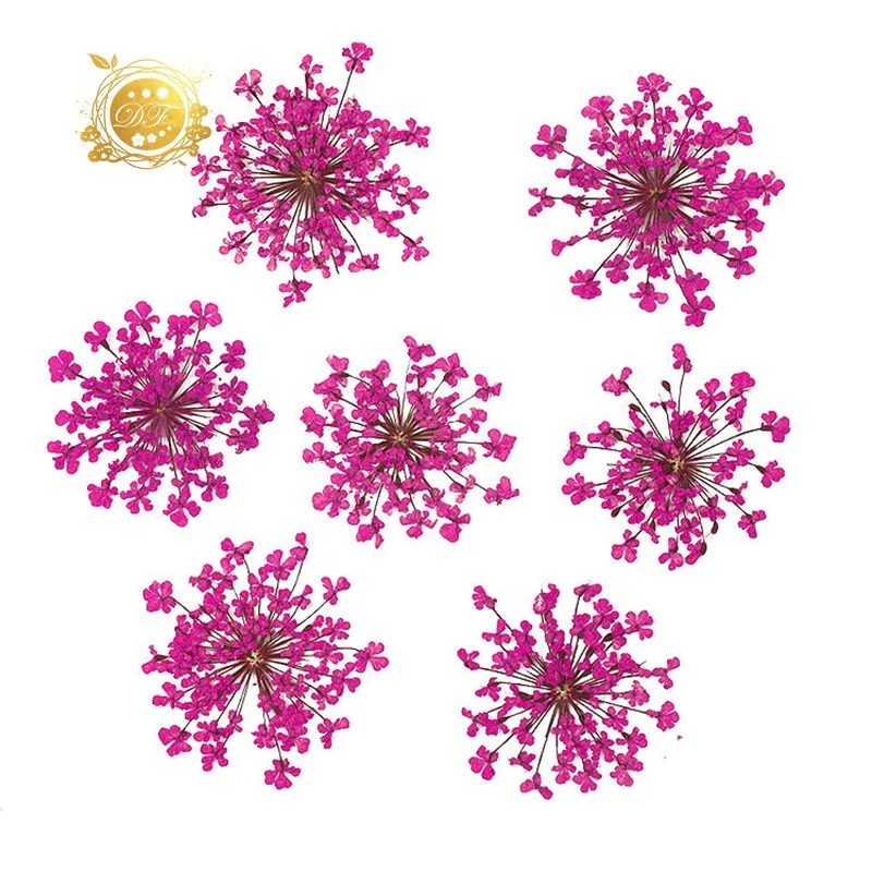 2022 Hot sale dried preserved babysbreath Detain flower for  home decoration