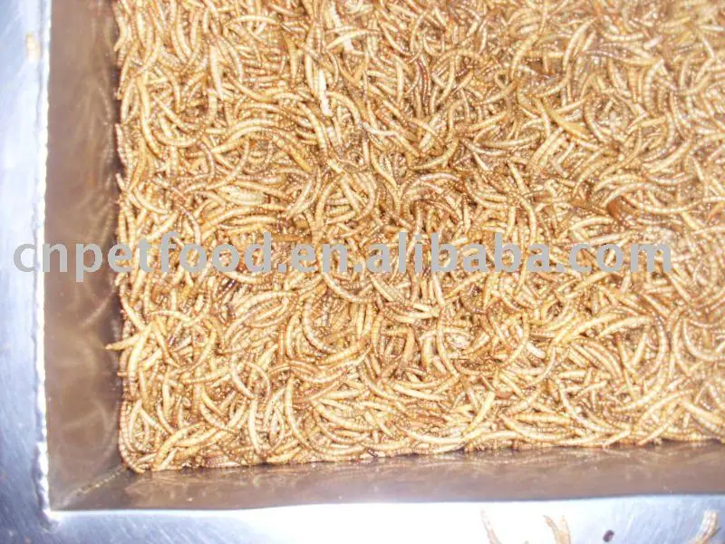 Черви и насекомые с птицами