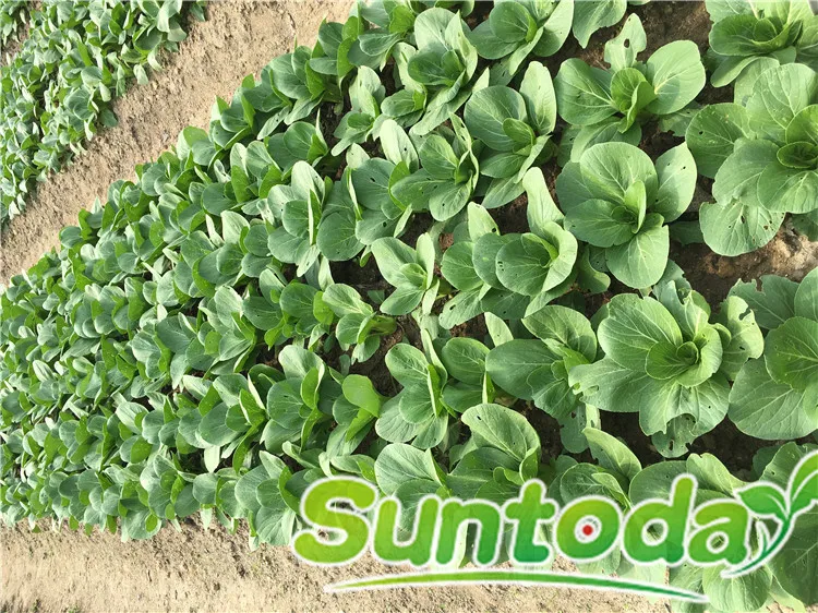 
Chinese Chard Asian vegetable green stalk cabbage seeds 500gr/bag 