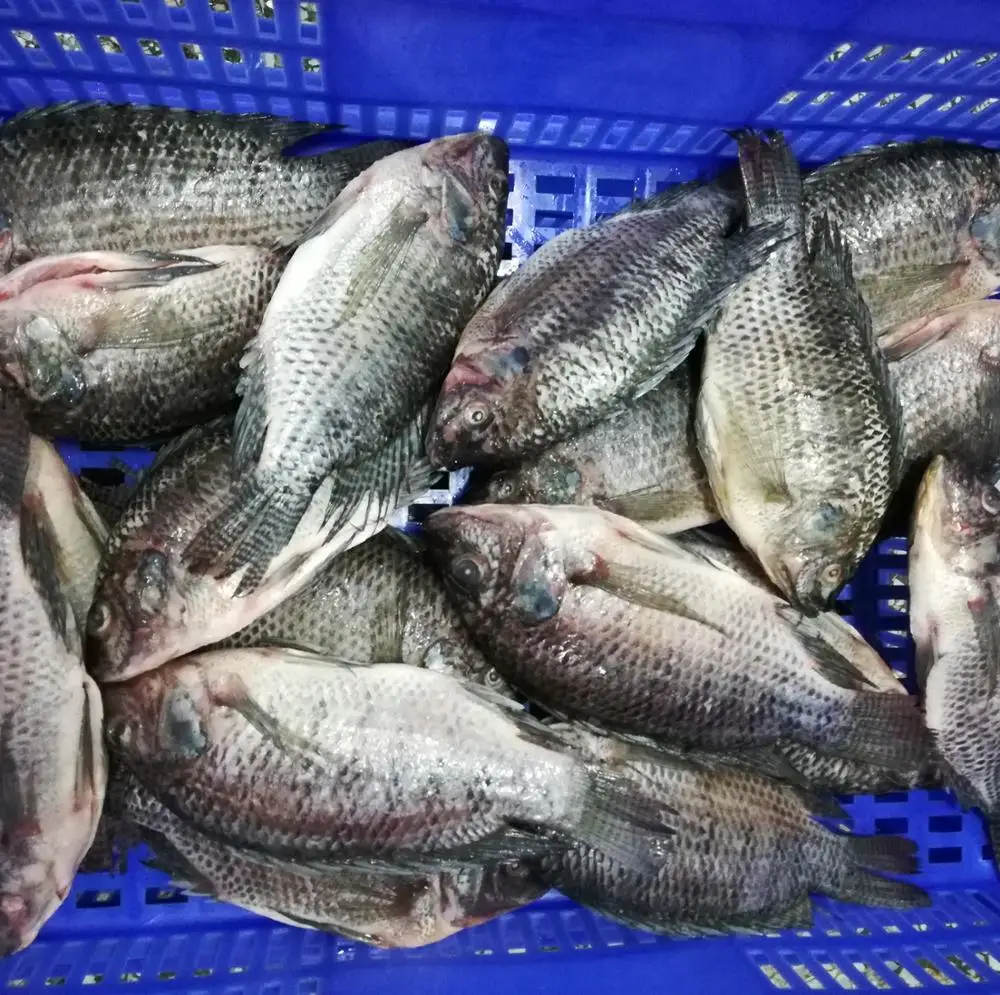 New season tilapia fish frozen fish for sale