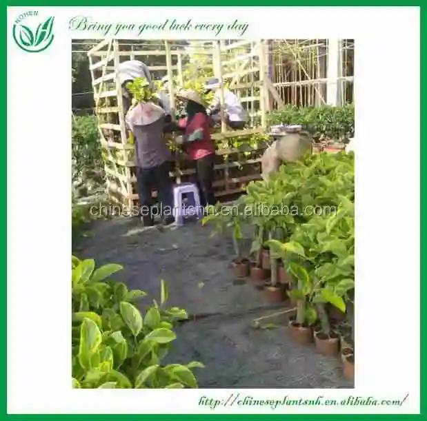 
FICUS BONSAI FICUS BANGHALENSIS 