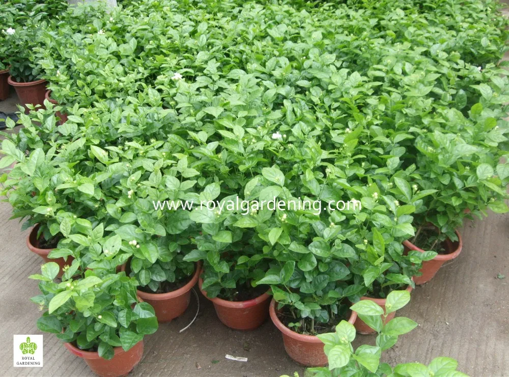 
Jasminum sambac Ornamental Plants 
