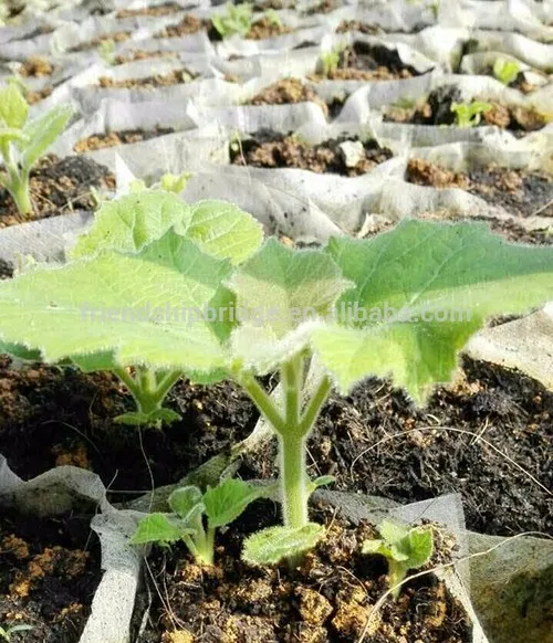 Paulownia roots 9501 Paulownia elongata Shantong Paulownia for Wholesale