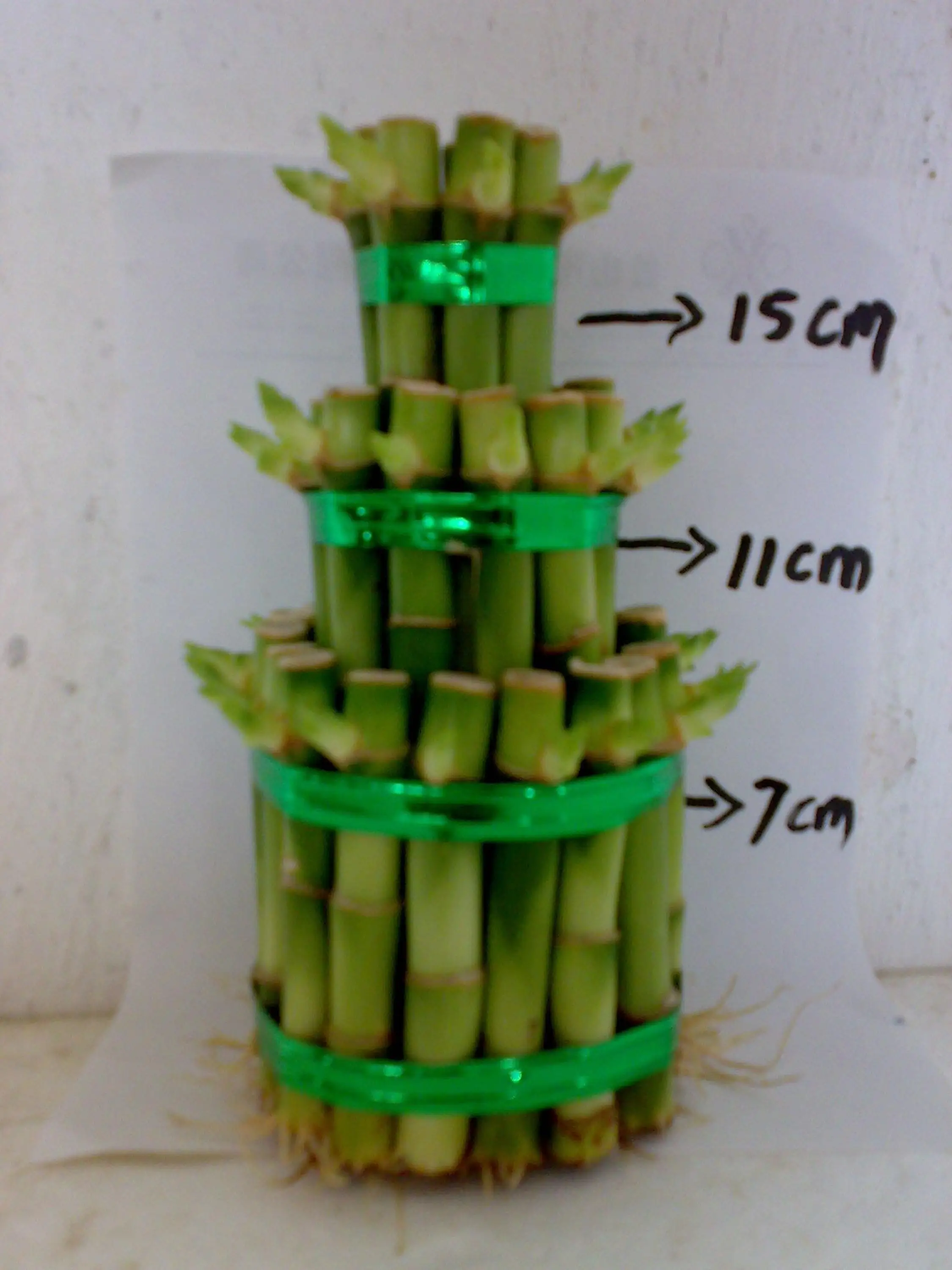  Zhangzhou Kinofarm ornamental lucky bamboo