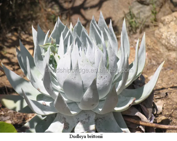 
DUDLEYA brittonii of succulent plants 
