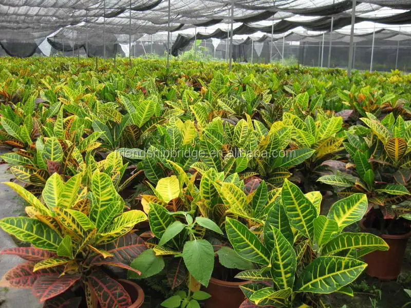 Codiaeum variegatum (L.) A. Juss variegated leaf croton plants