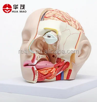 HM-BD-074HB Plastic Human Head model with Brain