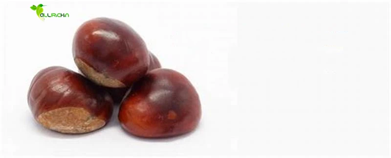 Wholesale horse chestnut, herbal extract horse chestnut extract